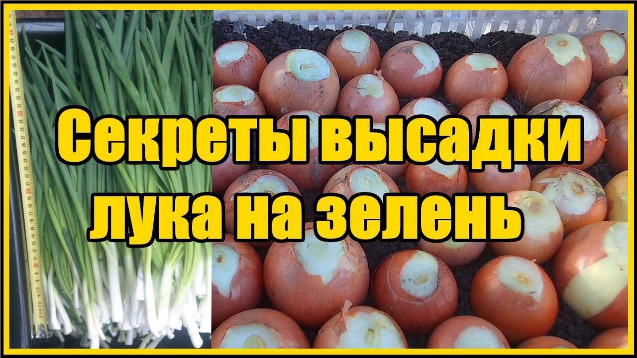 Особенности ухода за луком для избежания пера