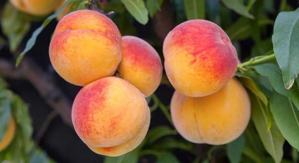 Сбор урожая персика и правильное хранение плодов