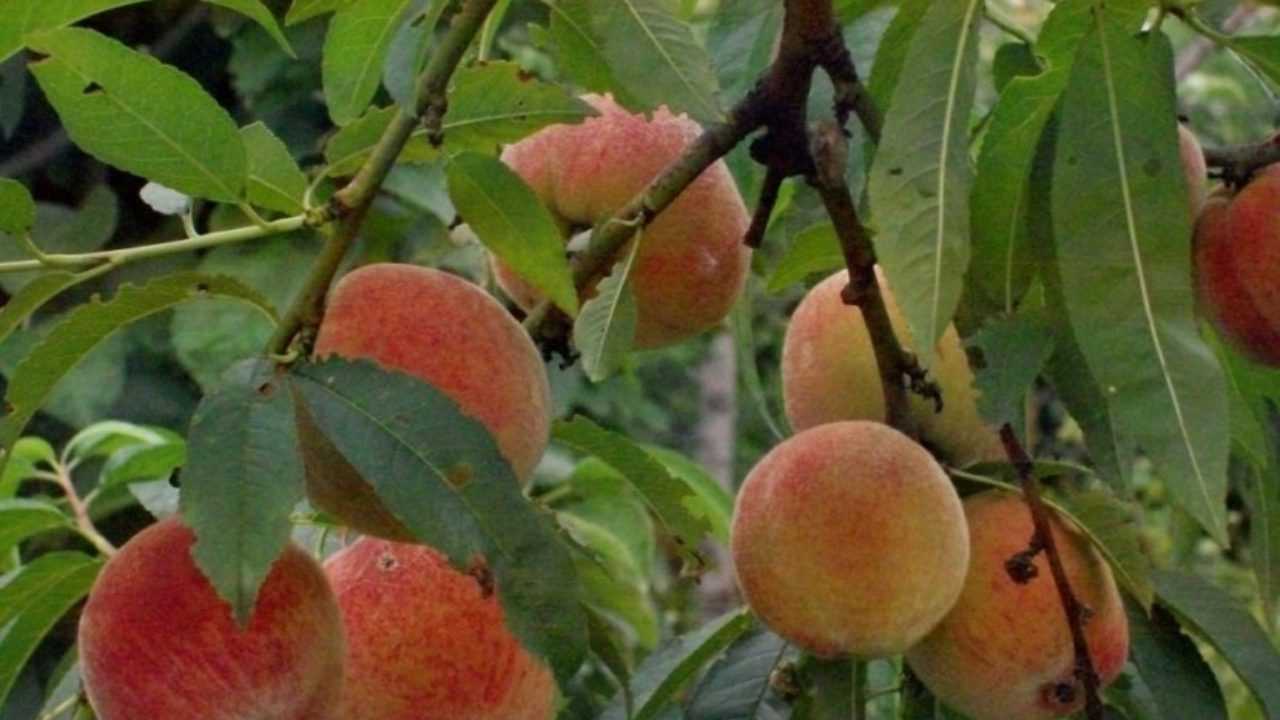 Как обеспечить регулярный полив саженца персика