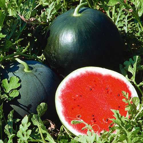 Рекомендации по сохранению урожая арбуза-гиганта в суровых климатических условиях