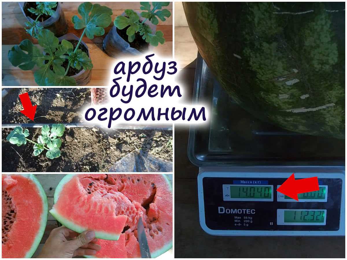 Как вырастить без химии арбуз весом 14 кг – исключительно органический продукт!