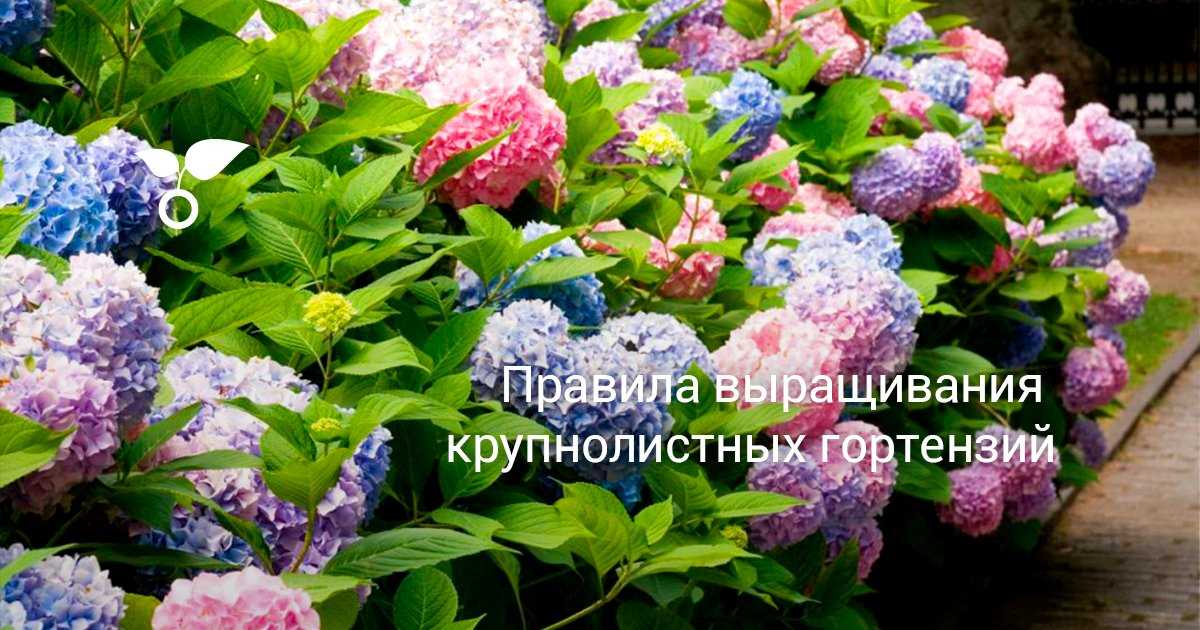 Как вырастить гортензию – нужно ли заранее готовить яму и чем подкислить грунт?