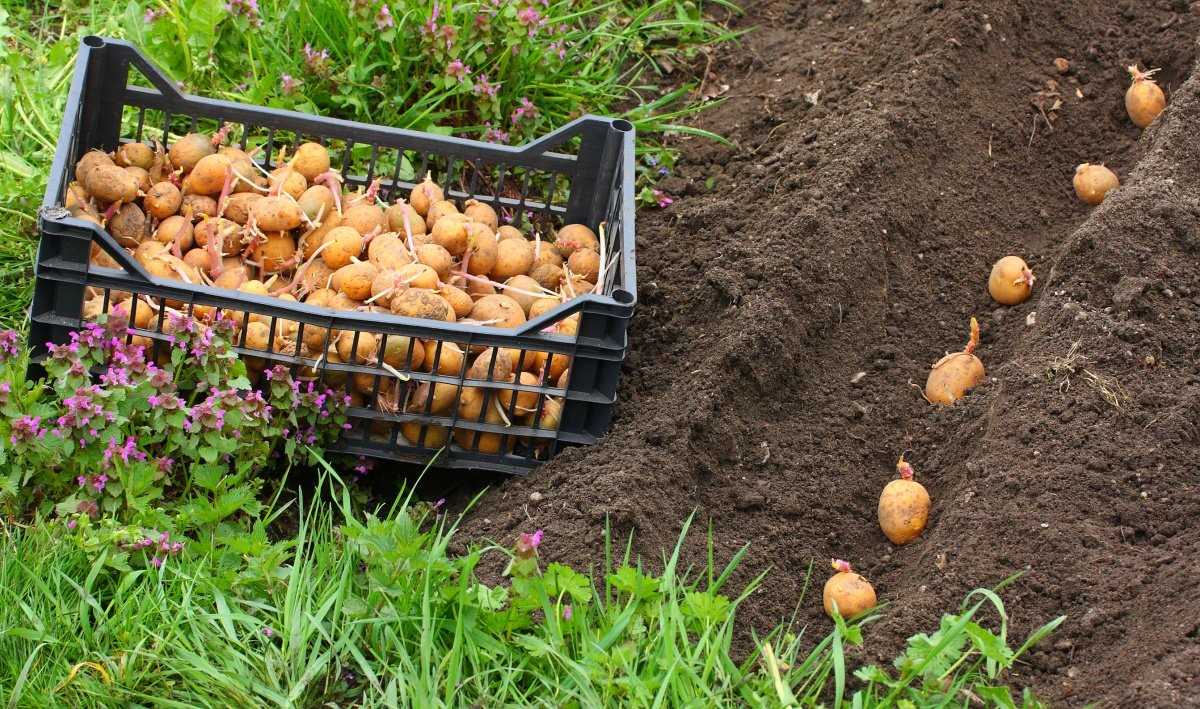 Как вырастить крупный картофель – метод, дающий 100% результат