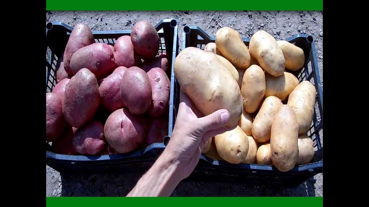 Выбор сорта картофеля