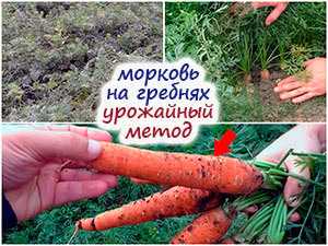 Как защитить морковь от вредителей и болезней