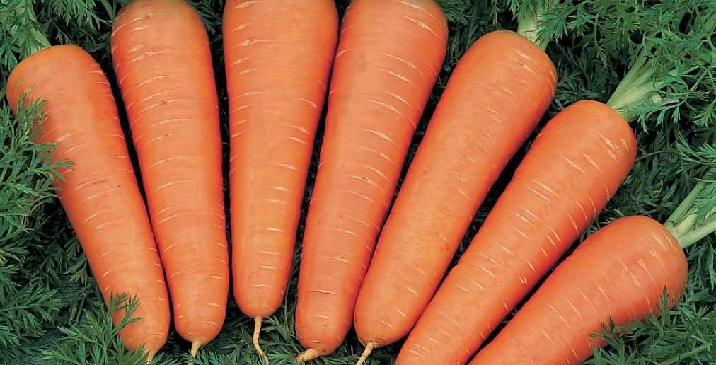 Необходимое количество влаги для моркови