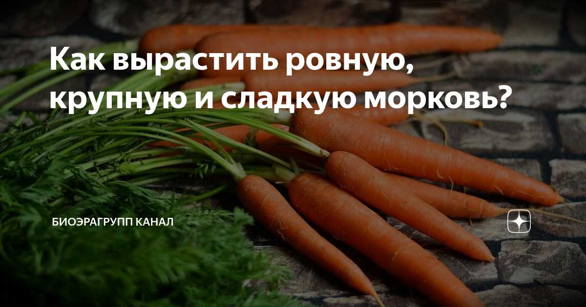 Правила посадки морковных семян