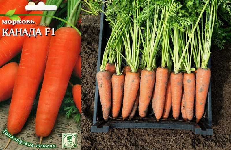 Секреты выращивания моркови: идеальный размер и вкус