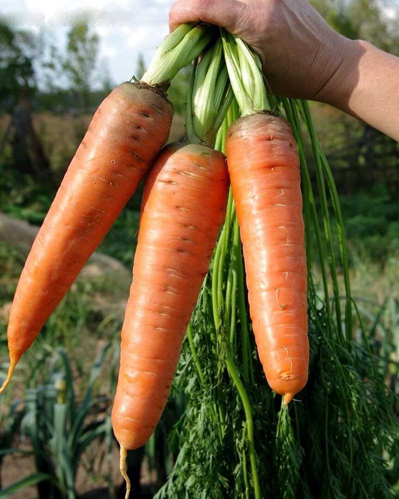Как вырастить крупную, ровную и сладкую морковь: нюансы посадки, полива и хранения!