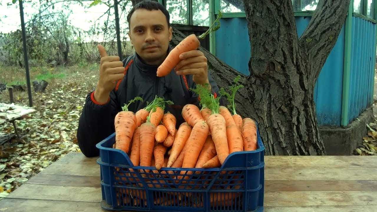 Процесс правильного хранения моркови