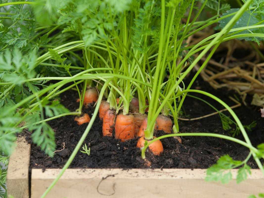 Правила полива моркови в засушливую погоду