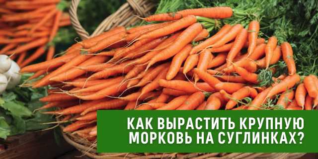  Сбор и хранение урожая моркови 