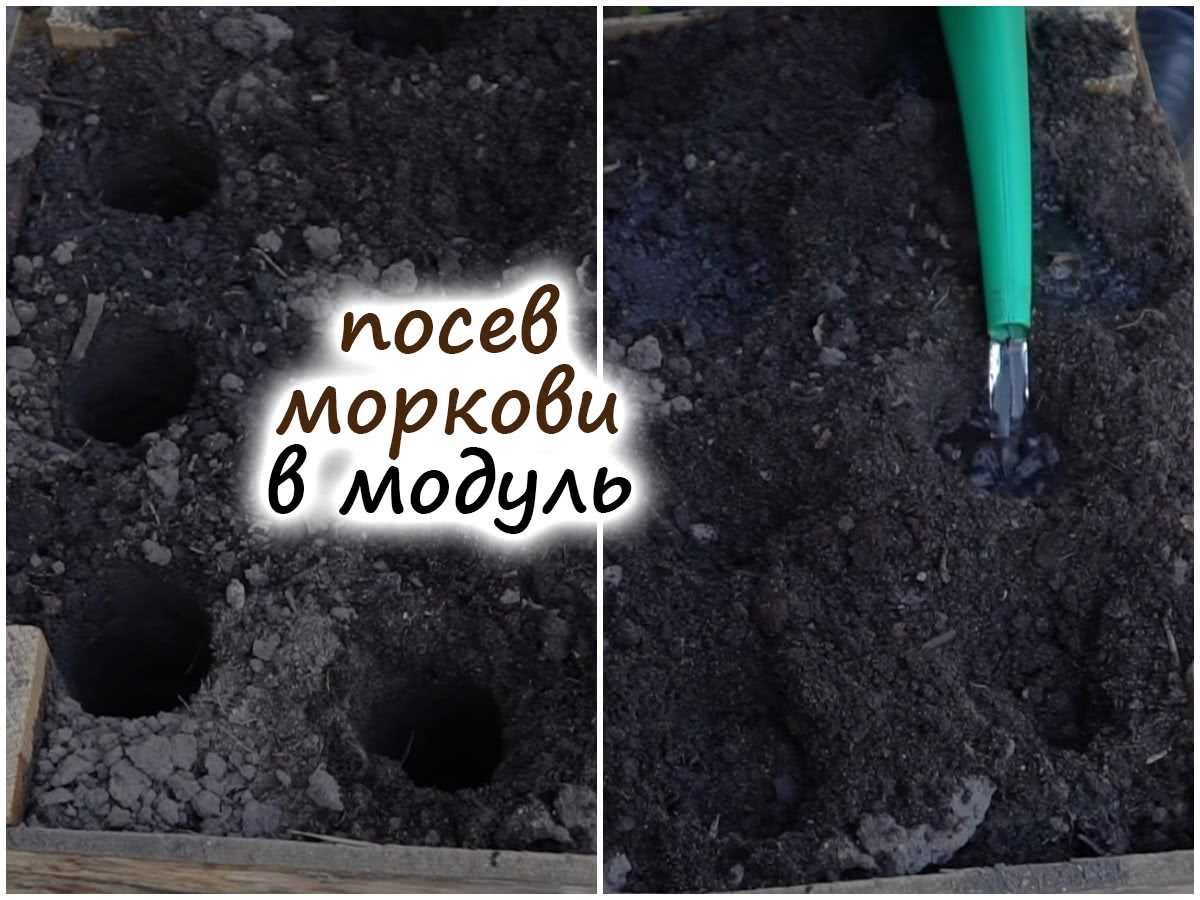 Борьба с сорняками в морковном поле