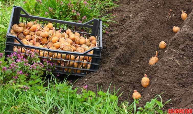 Как вырастить молодую картошку осенью – получаем второй урожай за 40-60 дней!