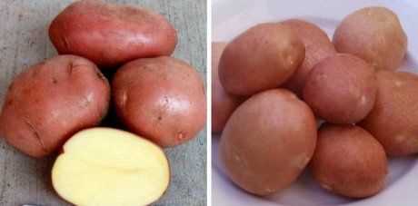 Полив и удобрение молодого картофеля в осенний период