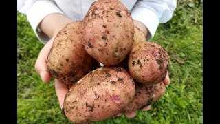 Полезные советы по выращиванию молодого картофеля в осенний период