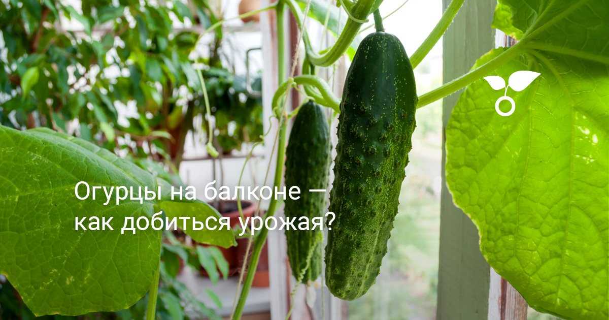 Огурцы, устойчивые к болезням, для выращивания на балконе