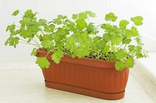 Как вырастить петрушку на подоконнике – получаем витаминную зелень круглый год!
