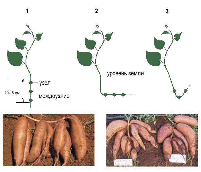 Подготовка и выбор клубней для выращивания рассады батата