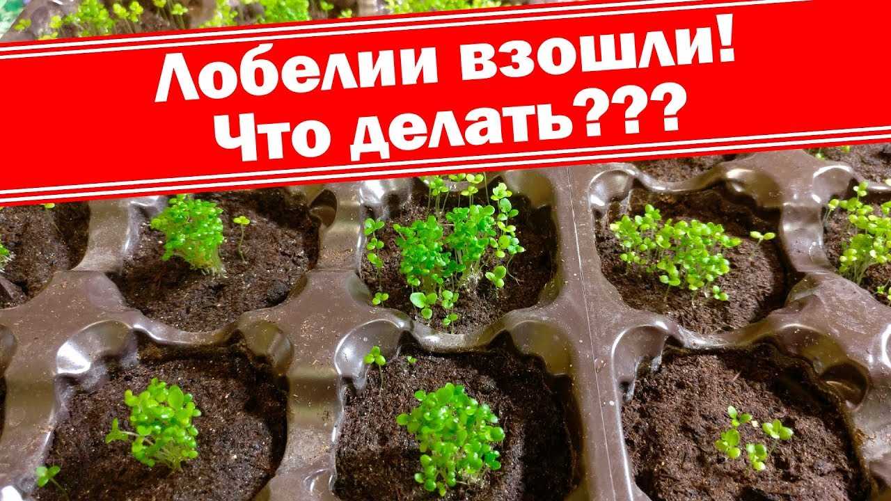 Как посадить семена лобелии?