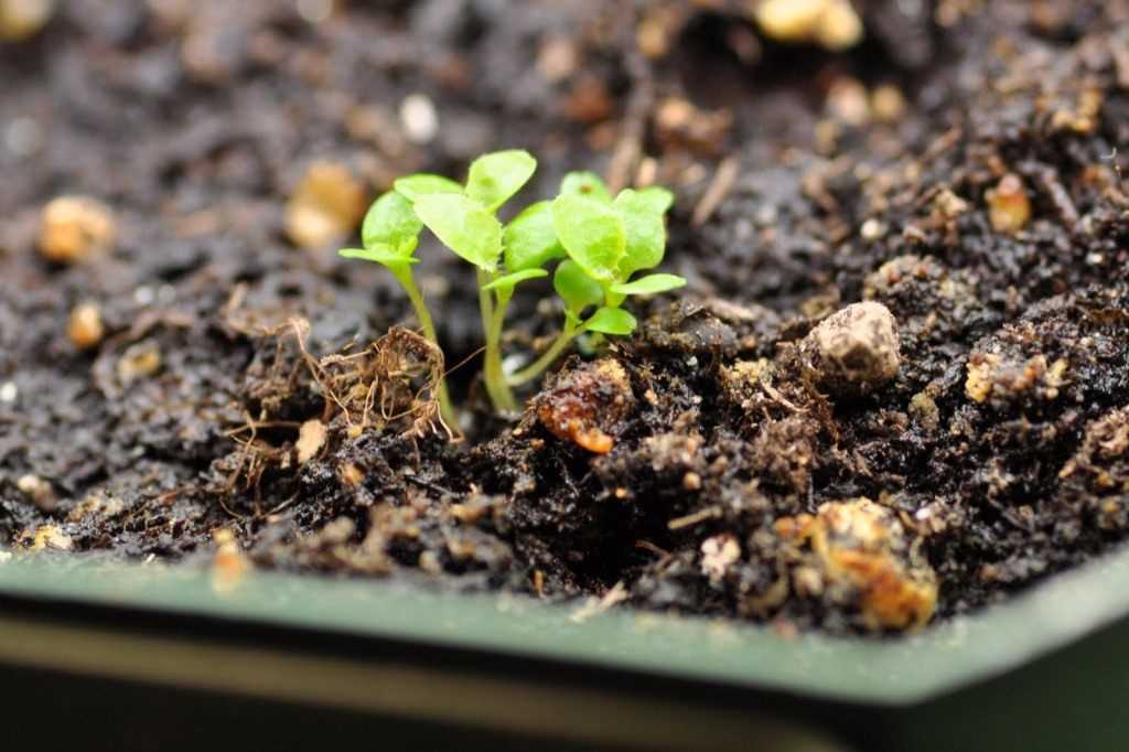Как вырастить рассаду лобелии за месяц – черенкование рассады
