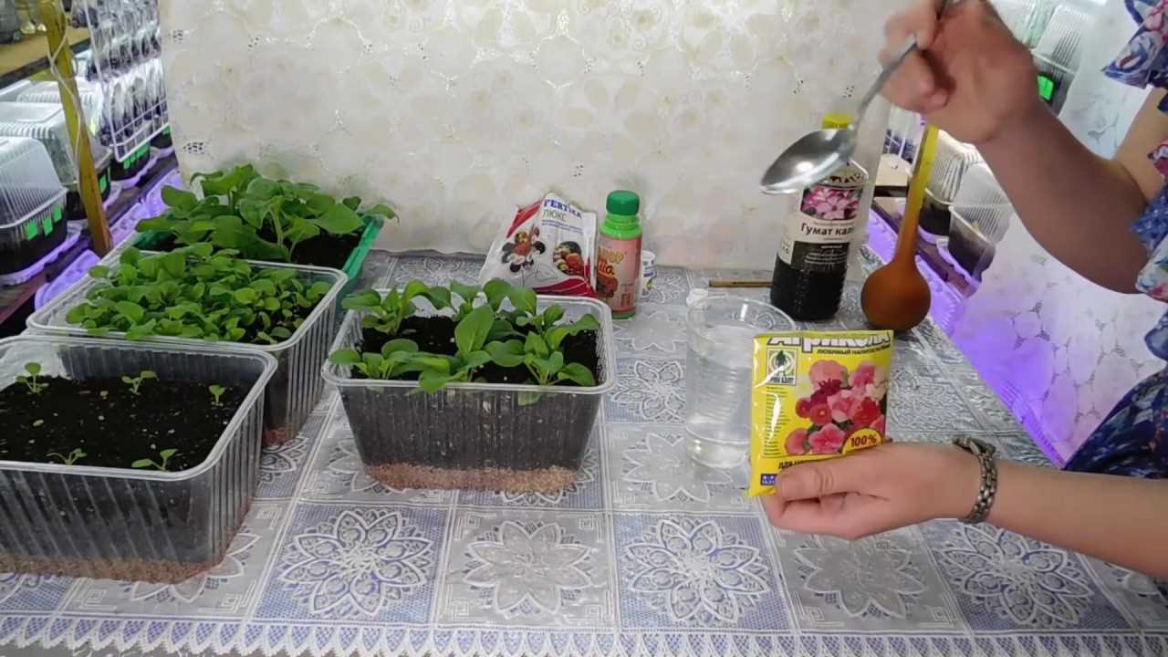 Техника посева семян петунии с использованием сеялки