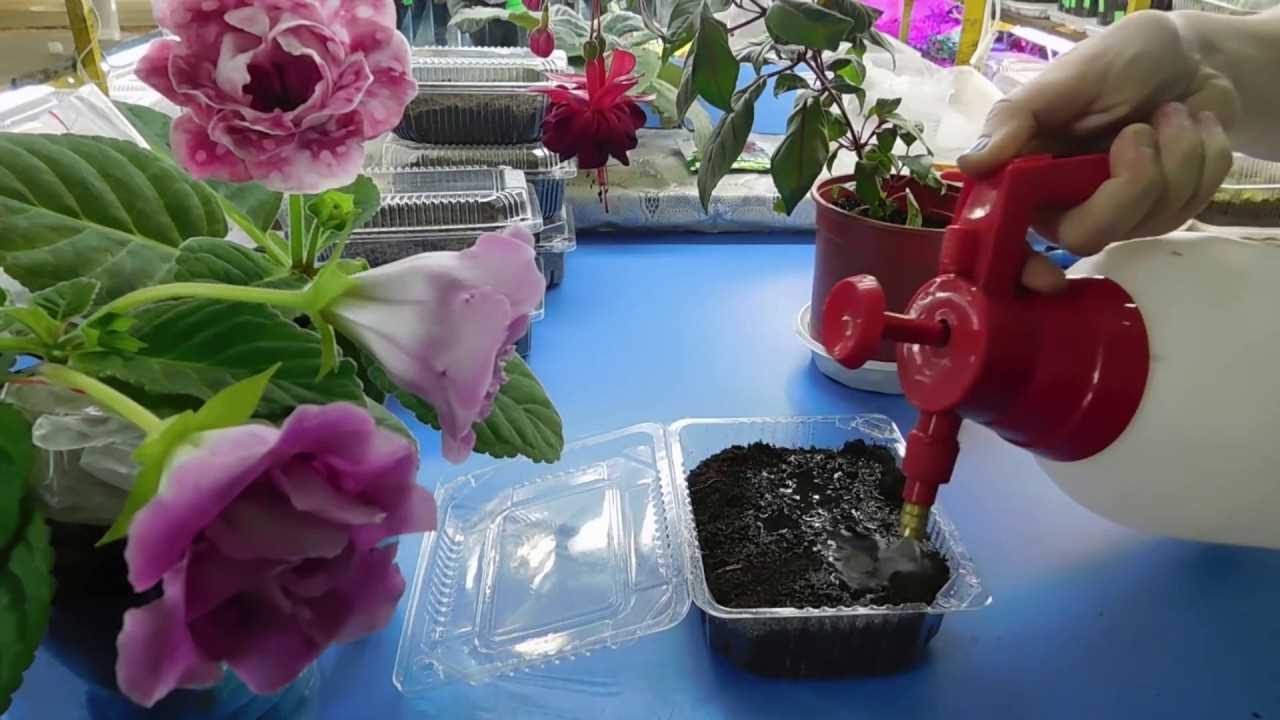Подготовка почвы для посева шток-роз