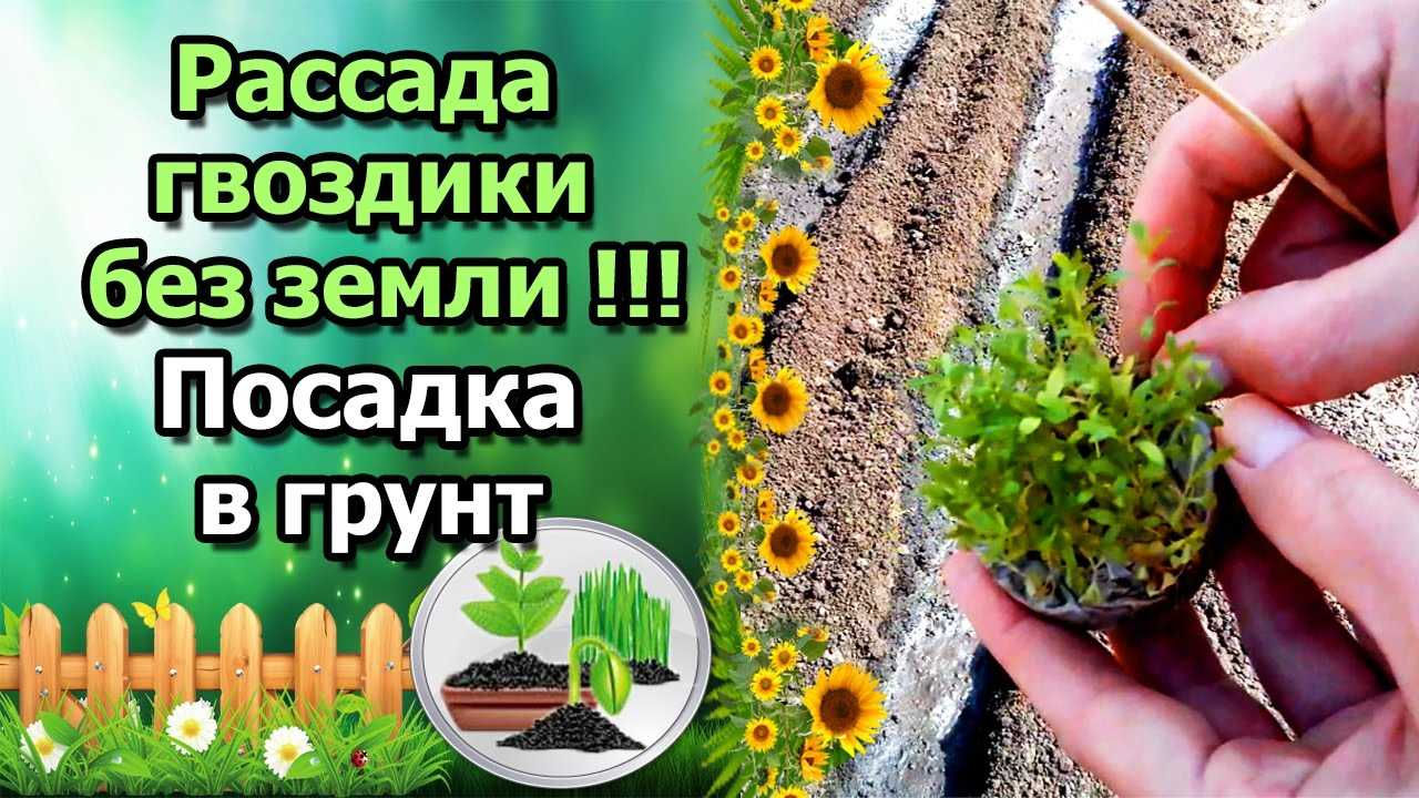 Пересадка рассады цветов в открытый грунт