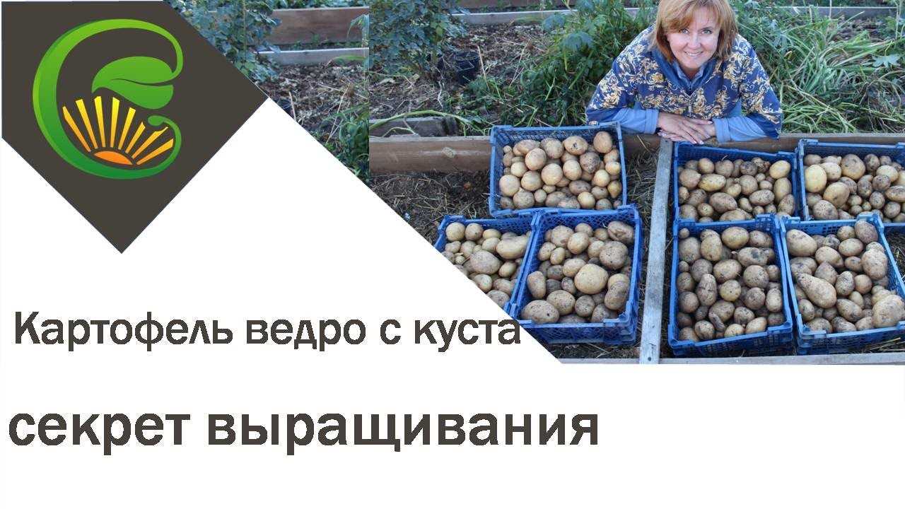 1. Вырастить здоровый куст