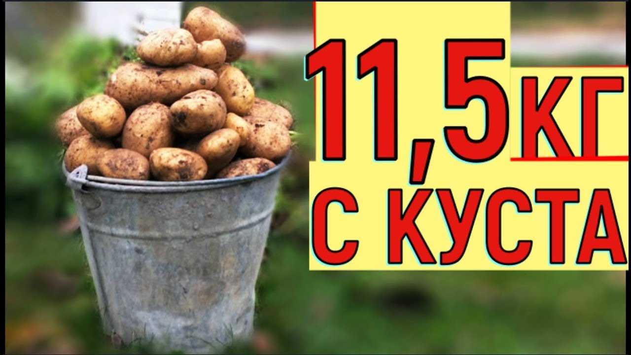 Посадка в ряды и глубина заделки клубней