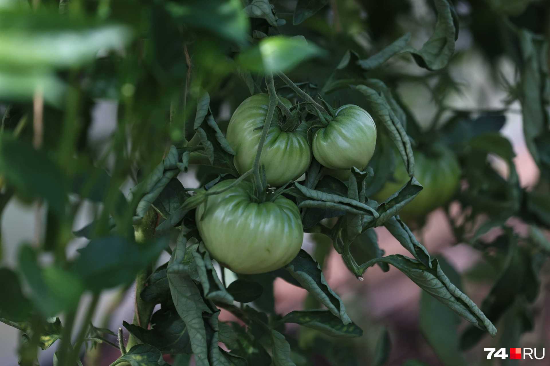 Предотвращение болезней рассады томата
