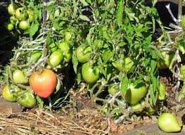 Как вырастить здоровую рассаду томата – не будет ни вредителей, ни болезней!