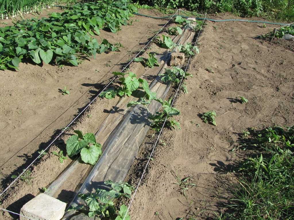 Как высаживать рассаду арбузов в открытый грунт