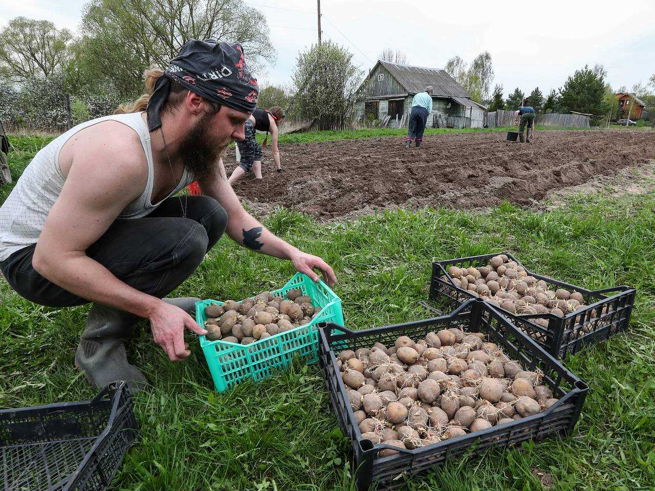 Подготовка грунта для посадки рассады картофеля