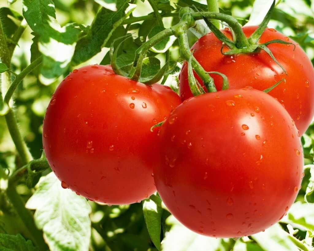 Поздние сорта томатов