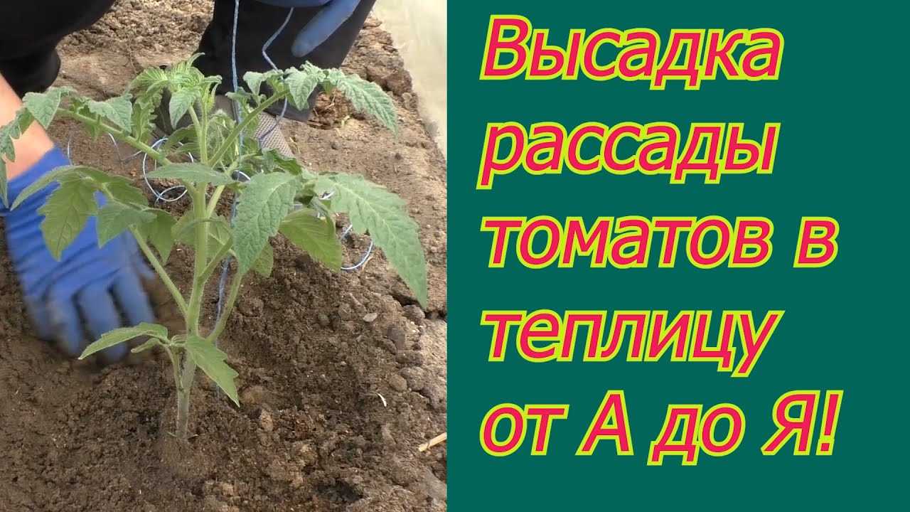 Когда садить помидоры на рассаду в беларуси