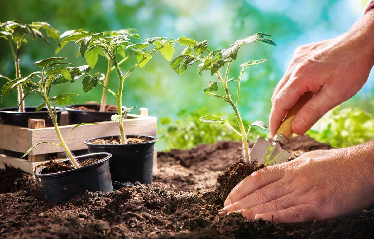 Как высаживать в грунт рассаду томатов с открытой и закрытой корневой системой