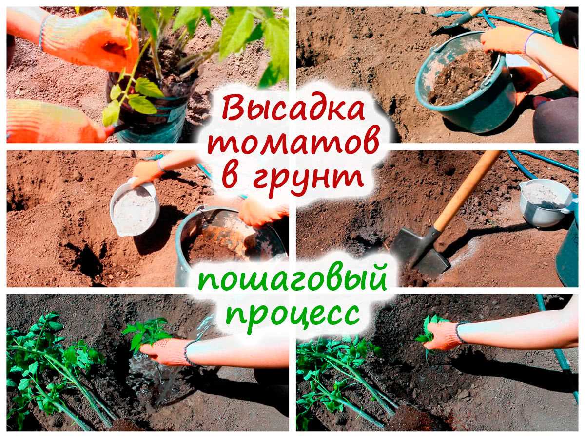 Подготовка почвы для высадки рассады томатов