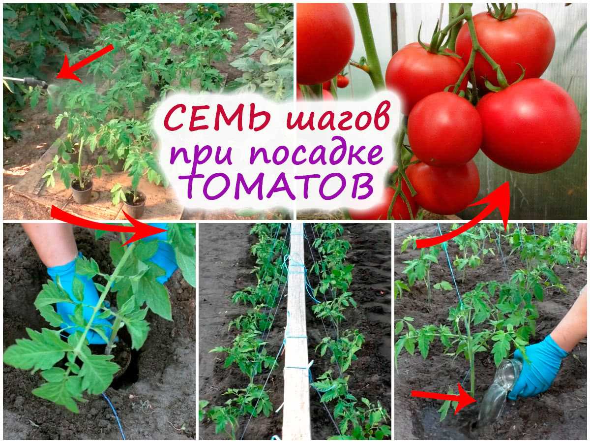 Выбор правильного сорта томатов