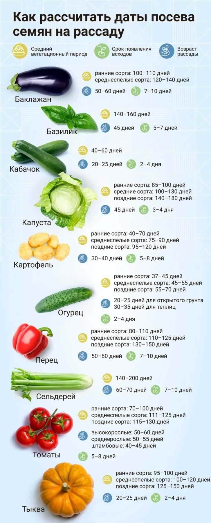 Почему важно знать дату посева овощей на рассаду?