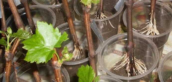 Как заготовить черенки винограда для укоренения