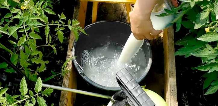 Как защитить рассаду от фитофторы – молоко и йод