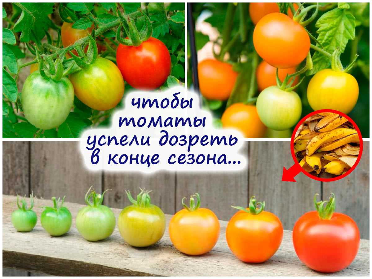 Как заставить плоды томатов созревать – ускоряем процессы в конце сезона!
