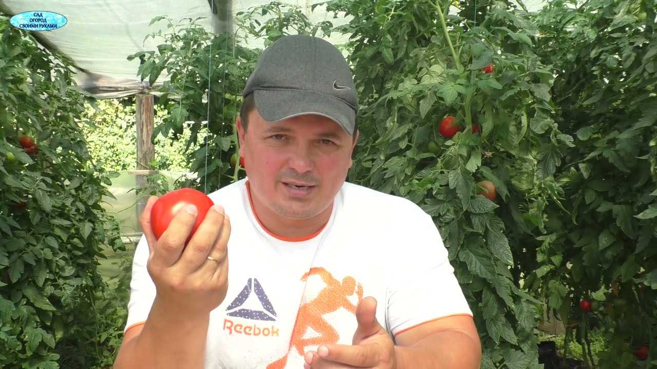 Созревание томатов в закрытом помещении