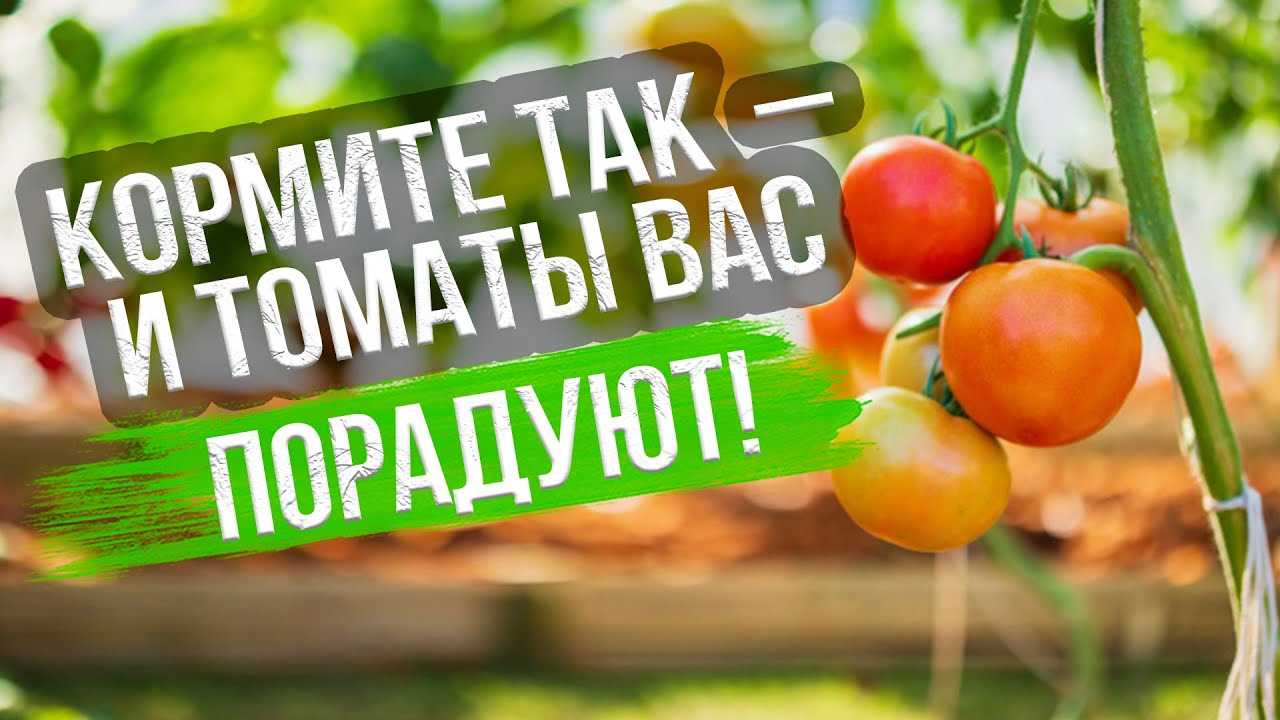 Как увеличить скорость созревания томатов в конце сезона