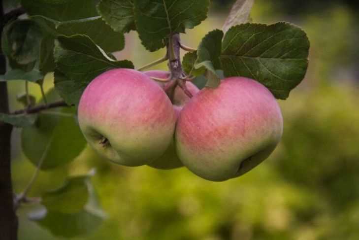 Как заставить яблоню цвести – кольцевание вам в помощь!