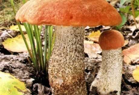 Правила посадки грибов в саду