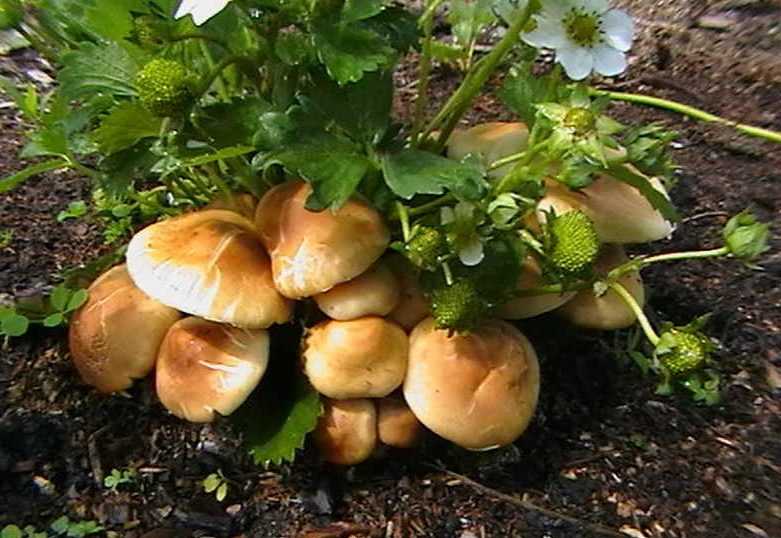 Выбор грибов для переноса