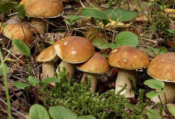 Схема пересадки грибов из леса в сад
