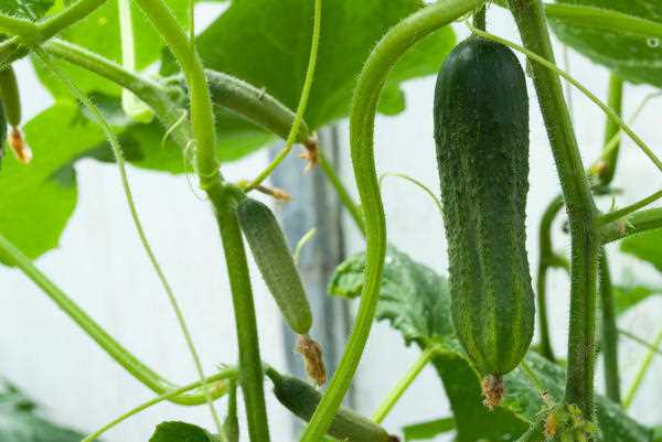 Какие ПЯТЬ популярных овощей каждый может вырастить на своем балконе?